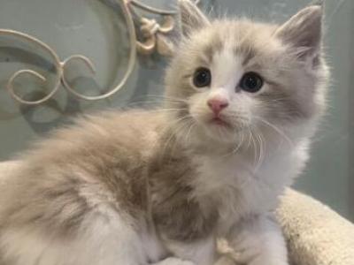 Precious Purebred Ragdoll Kitten - Domestic - Gallery Photo #1