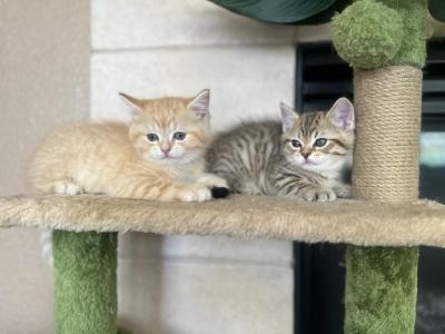 Sasso And Ringo - Domestic - Gallery Photo #1