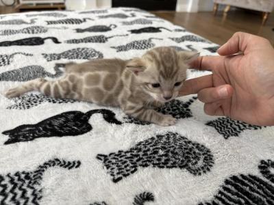 Boy Litter - Bengal - Gallery Photo #1