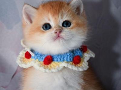Archie - British Shorthair - Gallery Photo #1