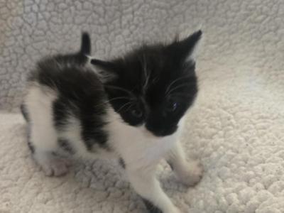 Oreo - Munchkin - Gallery Photo #1