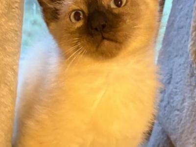 Luke - Siamese - Gallery Photo #1