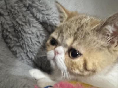 Britishkitten - British Shorthair - Gallery Photo #1