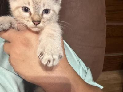 Dolly - Balinese - Gallery Photo #1