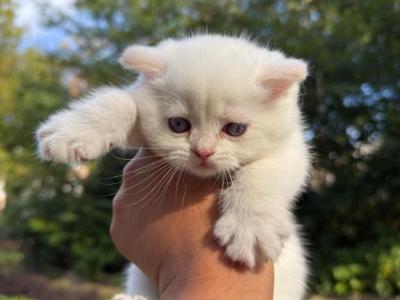 Vanilla - Scottish Straight - Gallery Photo #1