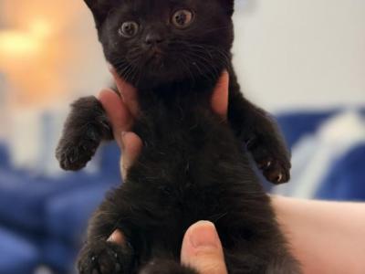 Shadow - British Shorthair - Gallery Photo #1