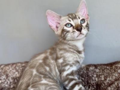 Jade - Bengal - Gallery Photo #1