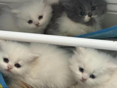 Fluffys Kittens - Persian - Gallery Photo #1