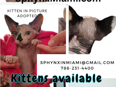 August - Sphynx - Gallery Photo #1