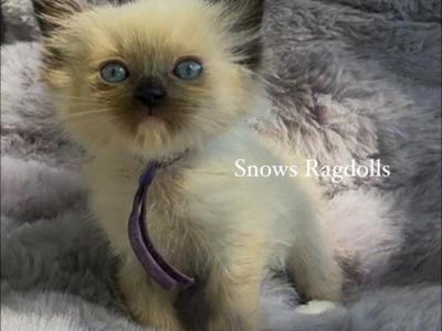 Lilly - Ragdoll - Gallery Photo #1