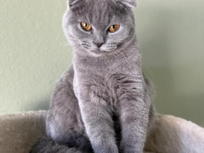 Lady Blue - Scottish Fold - Gallery Photo #1