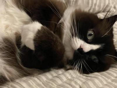 Breeze - Ragdoll - Gallery Photo #1