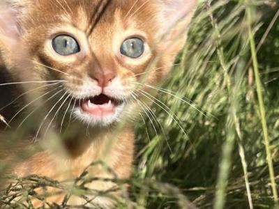 Sunny - Abyssinian - Gallery Photo #1