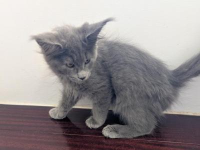 Blue Maine Coon - Maine Coon - Gallery Photo #1