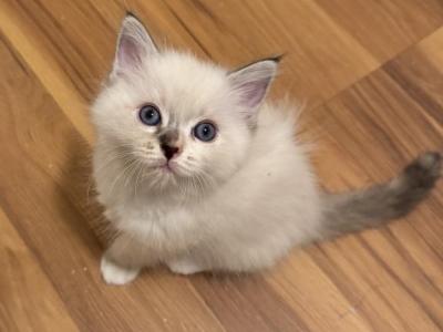 Tortie Ragdoll - Ragdoll - Gallery Photo #1
