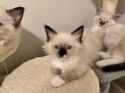 Seal Point Ragdoll Girl - Ragdoll - Gallery Photo #1