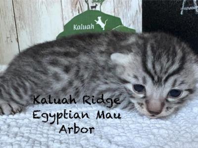 Egyptian Mau Arbor - Egyptian Mau - Gallery Photo #1