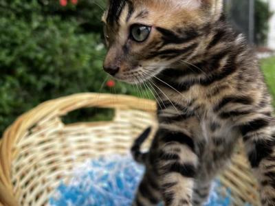 Bengal Girl Affectionate & Calm - Bengal - Gallery Photo #1