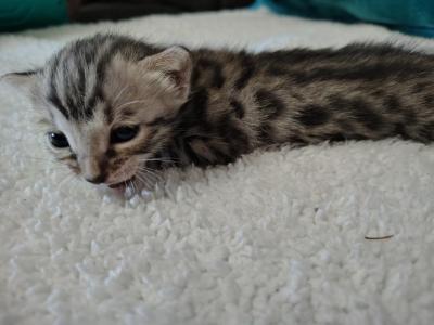 Beauty - Bengal - Gallery Photo #1