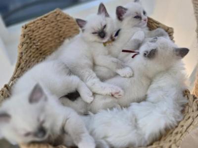 Blue Bicolor Ragdoll Males & Females - Domestic - Gallery Photo #1