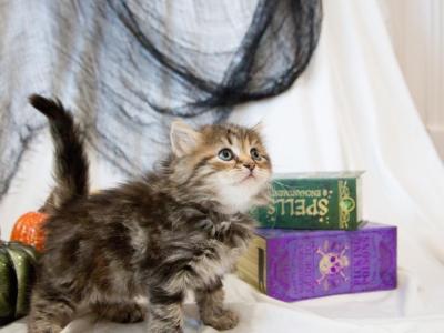 White Girl - Scottish Fold - Gallery Photo #1