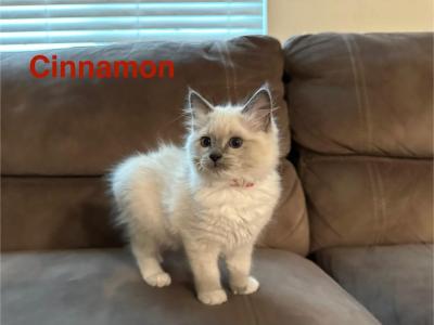 Cinnamon - Ragdoll - Gallery Photo #1