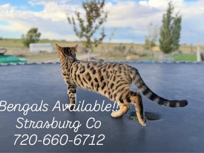 Bengalloves - Bengal - Gallery Photo #1