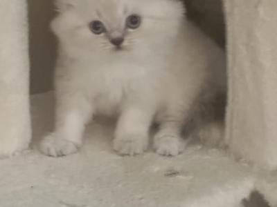 Devinity Himalayan Kittens - Himalayan - Gallery Photo #1