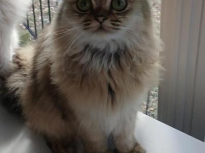 Cookie - Scottish Straight - Gallery Photo #1