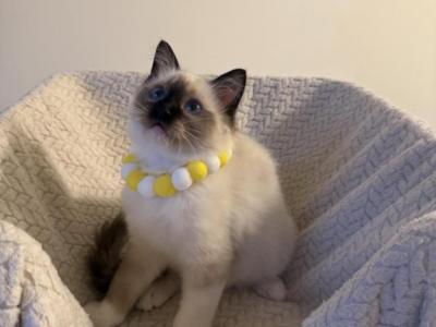 Seal Mitted Boy Lime - Ragdoll - Gallery Photo #1