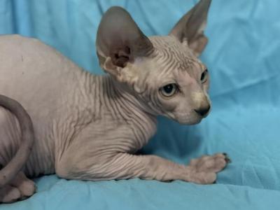 Tomas - Sphynx - Gallery Photo #1