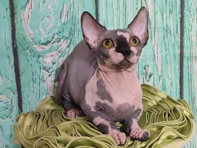 Eric - Bambino - Gallery Photo #1