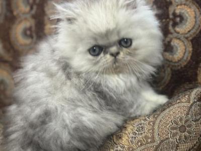 Cfa Rose - Persian - Gallery Photo #1