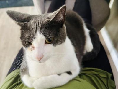 Daisy - American Shorthair - Gallery Photo #1