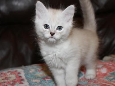 Hazel - Ragdoll - Gallery Photo #1