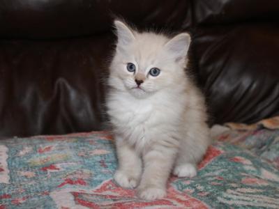 Fogger - Ragdoll - Gallery Photo #1