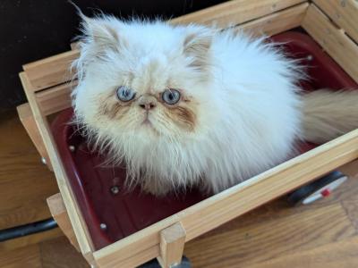 Cream Point Boy - Himalayan - Gallery Photo #1