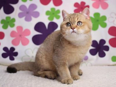 Latte - British Shorthair - Gallery Photo #1