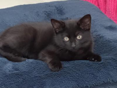 Atlas - Domestic - Gallery Photo #1