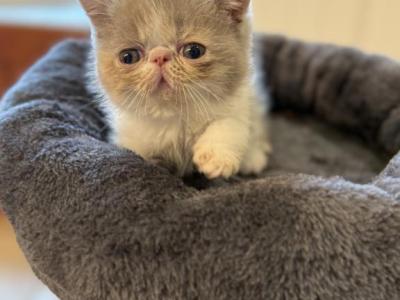 Belle Diluted Calico - Exotic - Gallery Photo #1