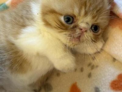 William Red Tabby - Exotic - Gallery Photo #1