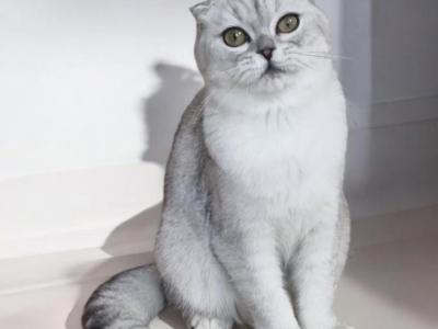 Silver - Scottish Fold - Gallery Photo #1