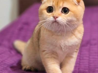 Boba - Scottish Fold - Gallery Photo #1