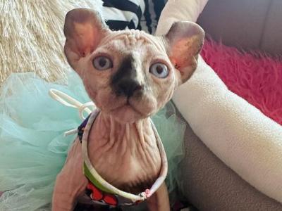 A1 - Sphynx - Gallery Photo #1