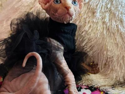 A2 - Sphynx - Gallery Photo #1