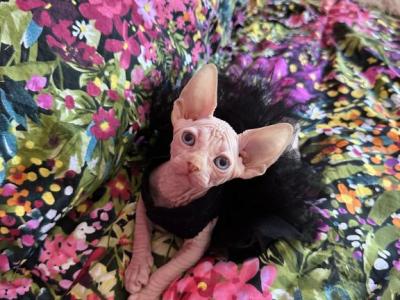 A3 - Sphynx - Gallery Photo #1