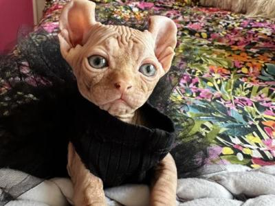 A4 - Sphynx - Gallery Photo #1