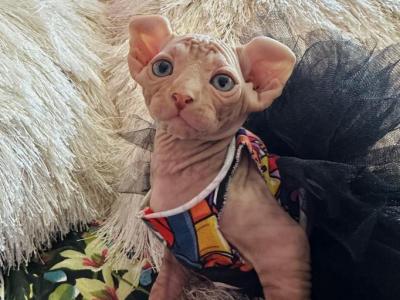 A5 - Sphynx - Gallery Photo #1