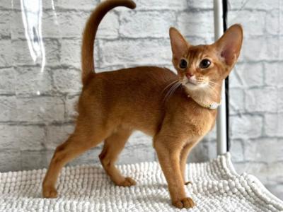 Dolce - Abyssinian - Gallery Photo #1