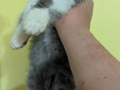 Three Persian Boys - Persian - Gallery Photo #1